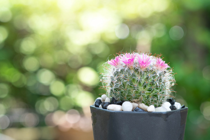 Foto de una mammillaria, un tipo de cactus con flores rosas en la parte superior