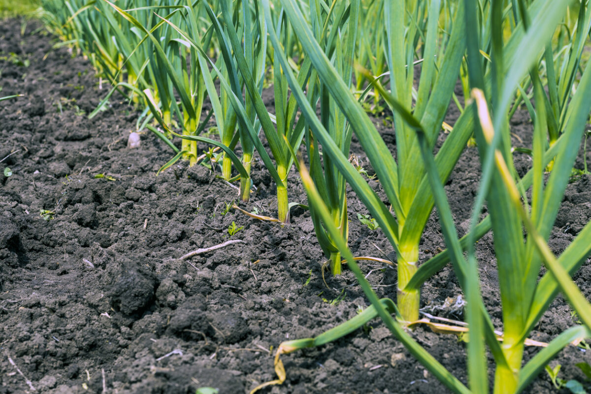 Qué plantar en noviembre en el huerto, en macetas y en el jardín