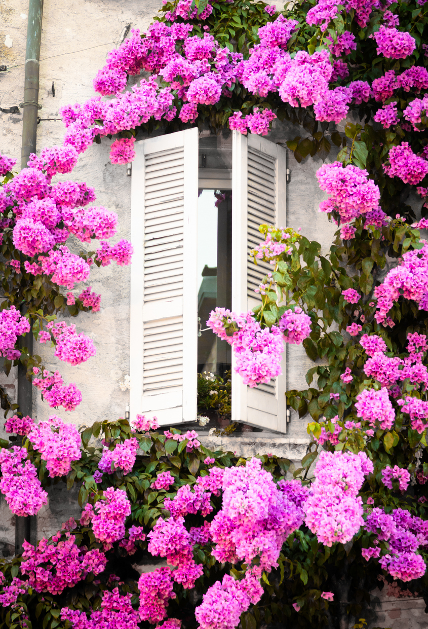 Buganvilla como cultivarla y hacer que prospere 1