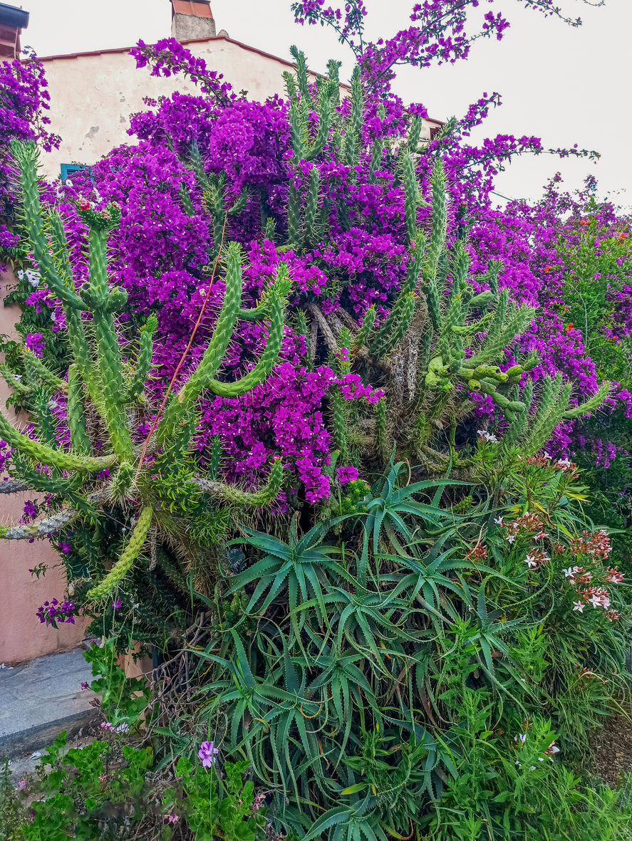 Buganvilla como cultivarla y hacer que prospere 2