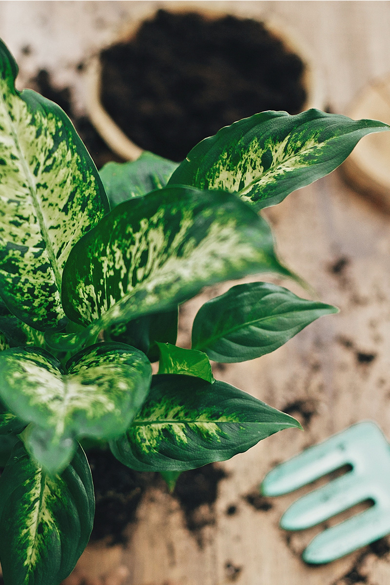 Cómo cultivar la Dieffenbachia, la bella pero venenosa "caña muda"
