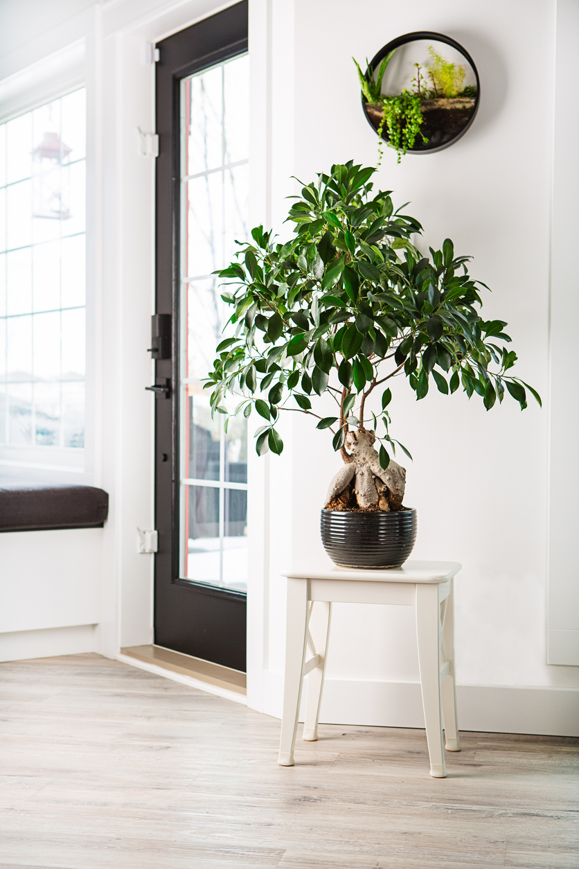 6 plantas de crecimiento lento para quienes tienen poco espacio