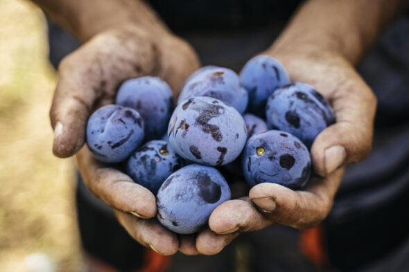 Cómo cultivar ciruelas