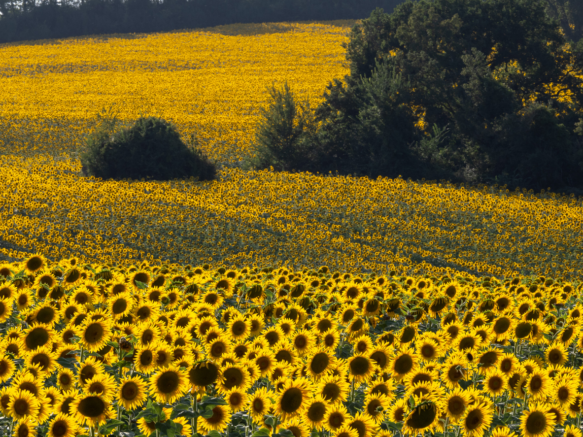 ¿Cómo cultivar girasoles en casa?