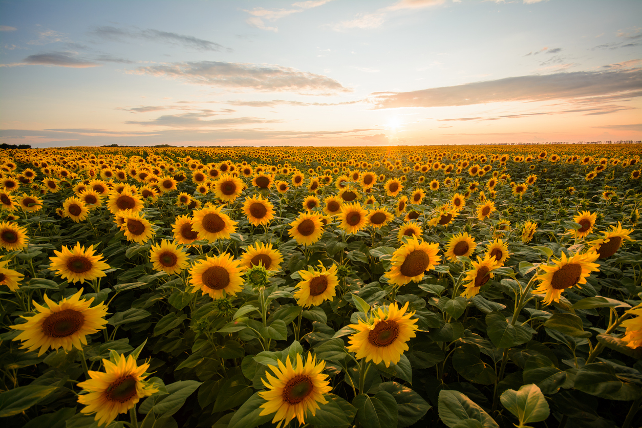 ¿Cómo cultivar girasoles en casa?