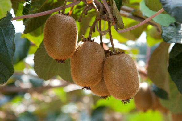 Cómo cultivar kiwis: guía completa desde la plantación hasta la recolección
