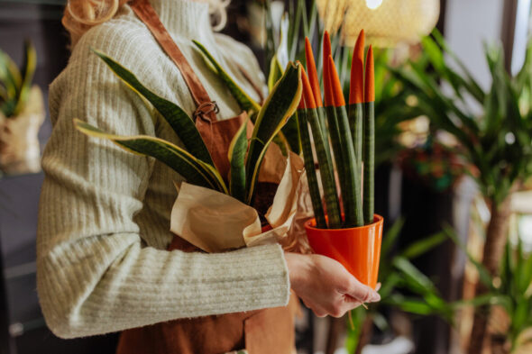 Cómo cultivar la Sansevieria Cylindrica en casa