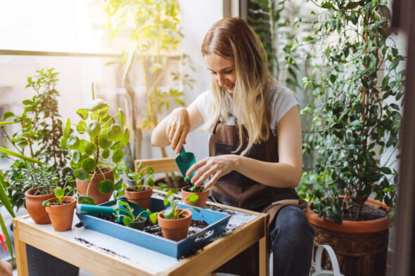 Cómo y cuándo utilizar el vinagre blanco para las plantas