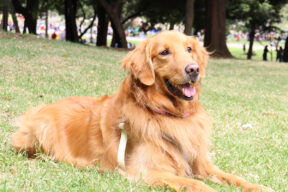 Perros en el jardín comunitario