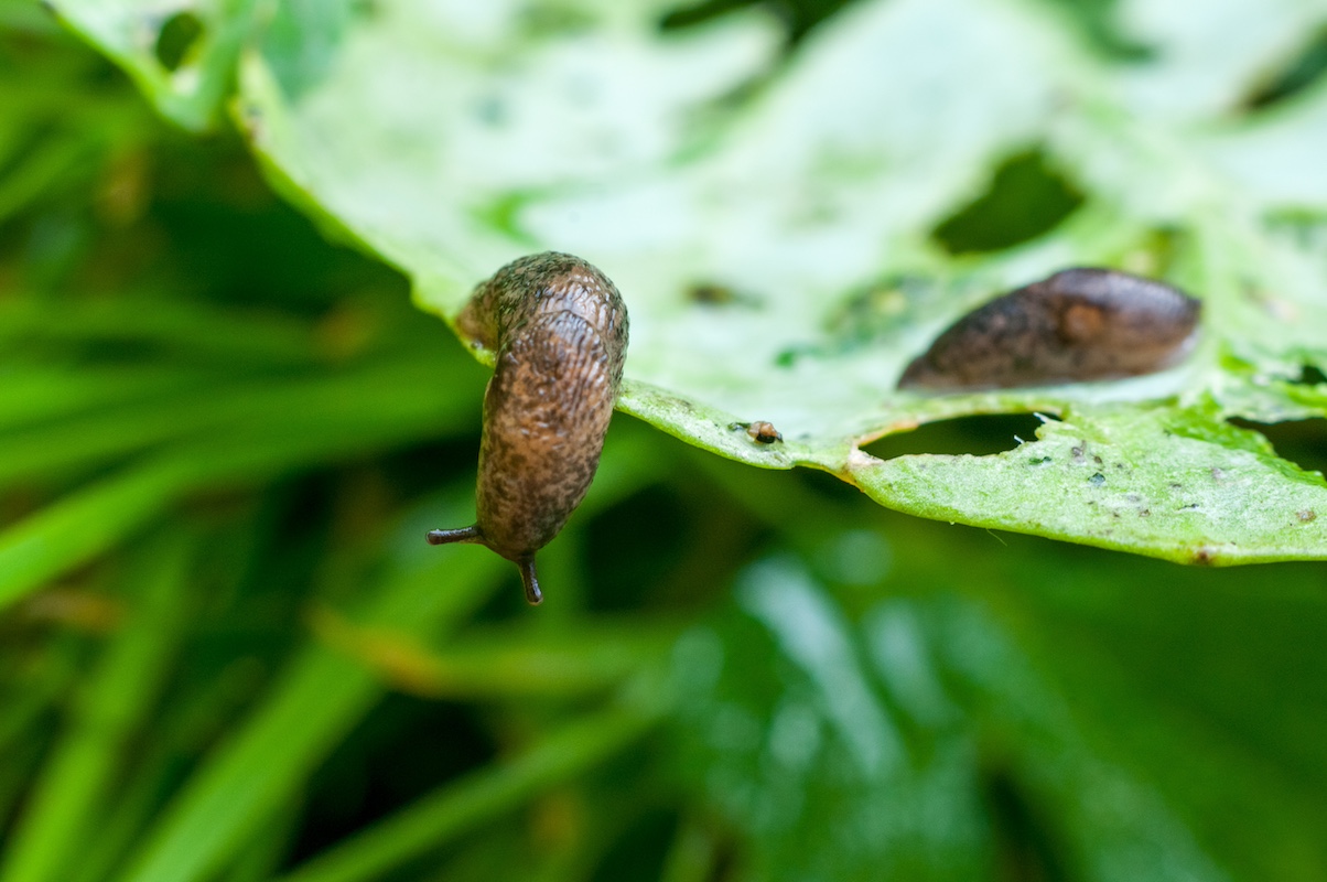 Babosas en el jardín