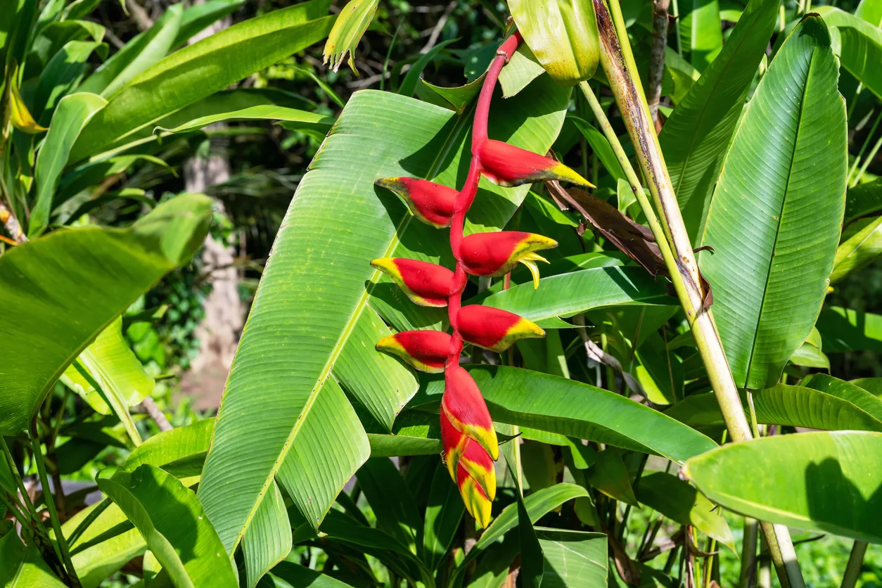 Cómo cuidar la Heliconia rostrata