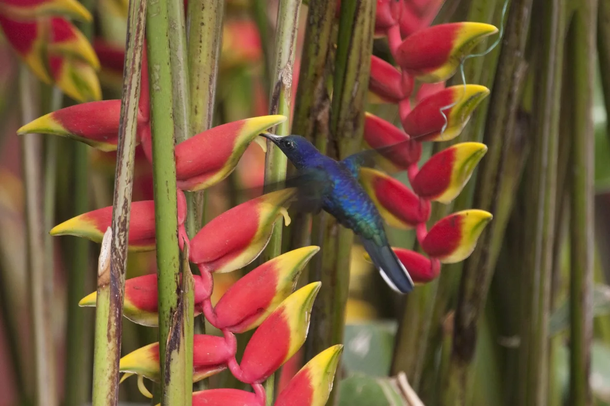 Cómo cuidar la Heliconia rostrata