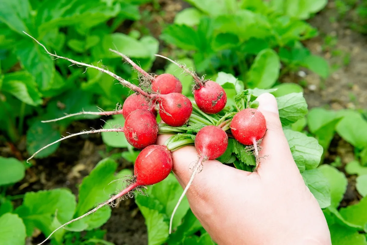 Cómo cultivar rábanos en maceta o en el huerto