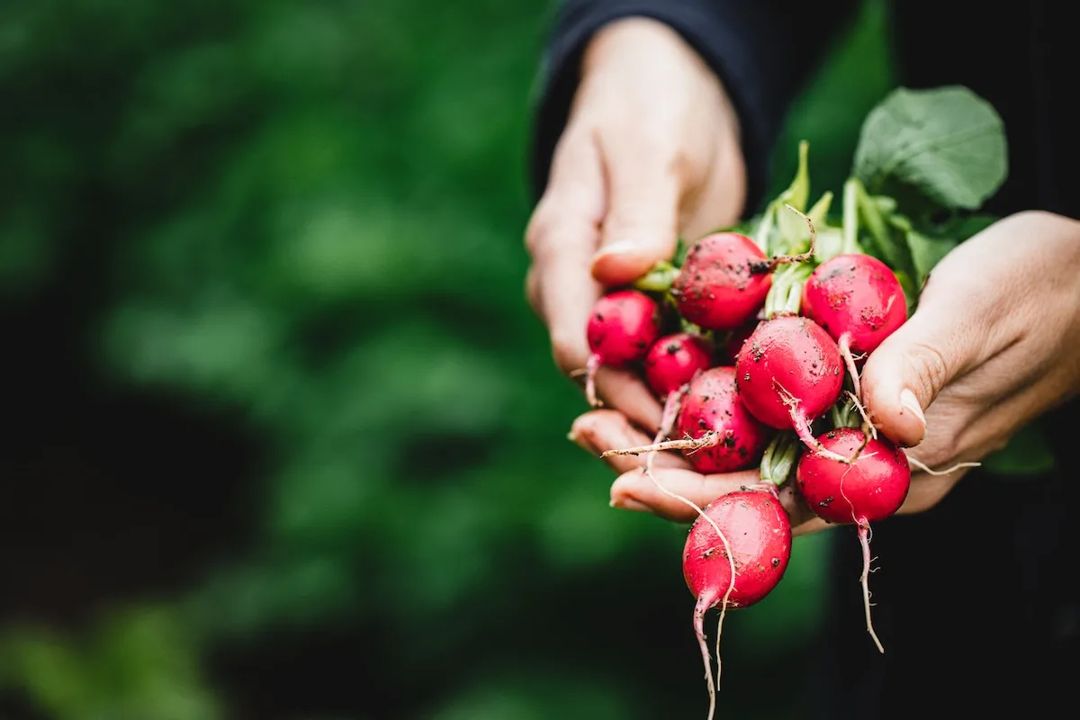 Cómo cultivar rábanos (o rabanitos) en maceta o en el huerto