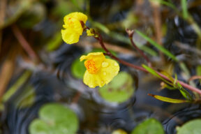 Cómo se cultiva la Utricularia vulgaris