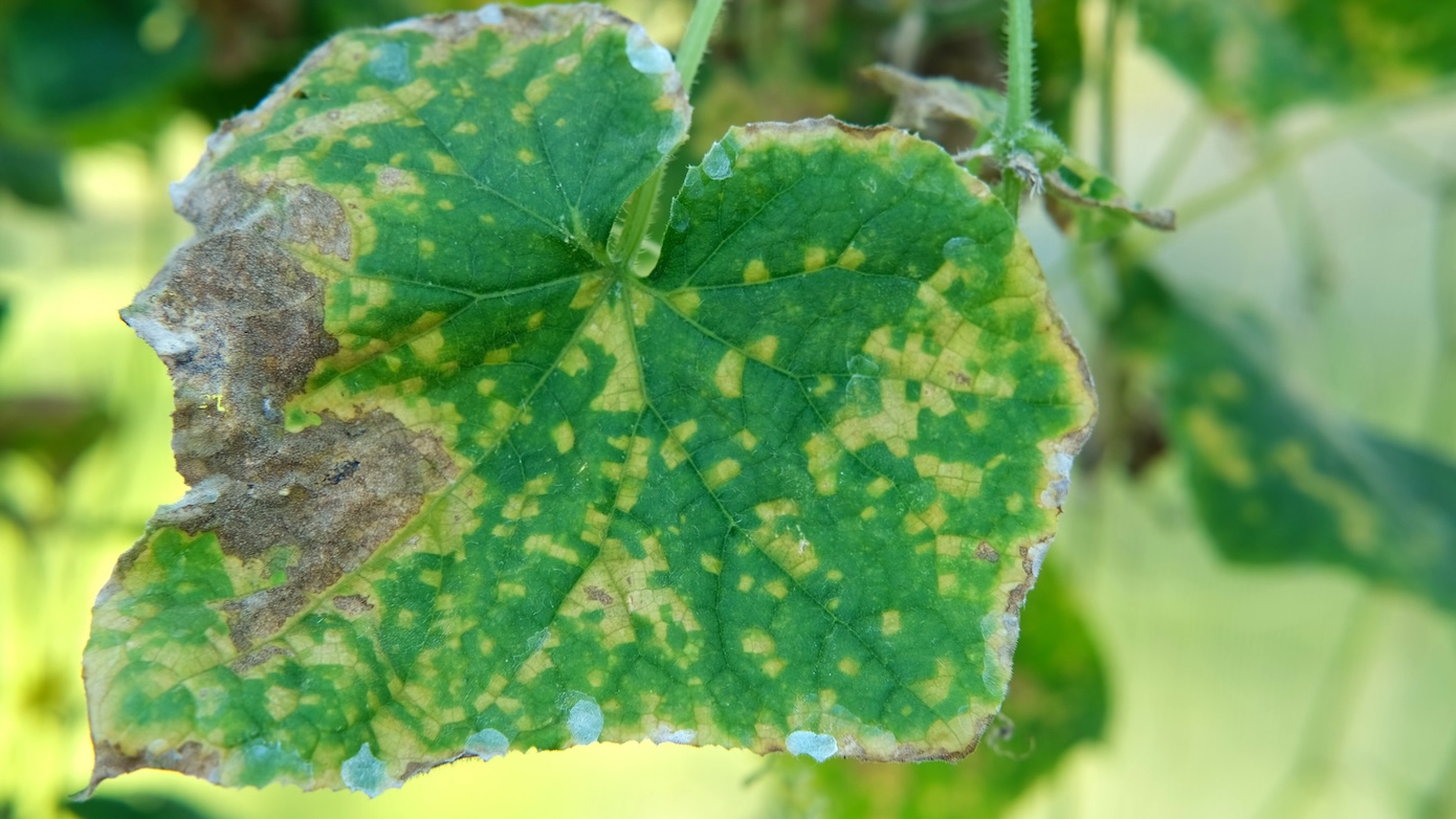 Qué es y cuáles son los síntomas del virus del mosaico en las plantas