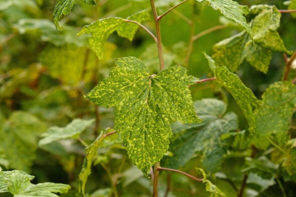 Qué es y cuáles son los síntomas del virus del mosaico en las plantas