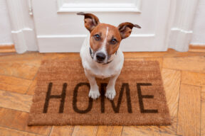 Animales en la comunidad: qué dice la ley y cómo convivir sin problemas