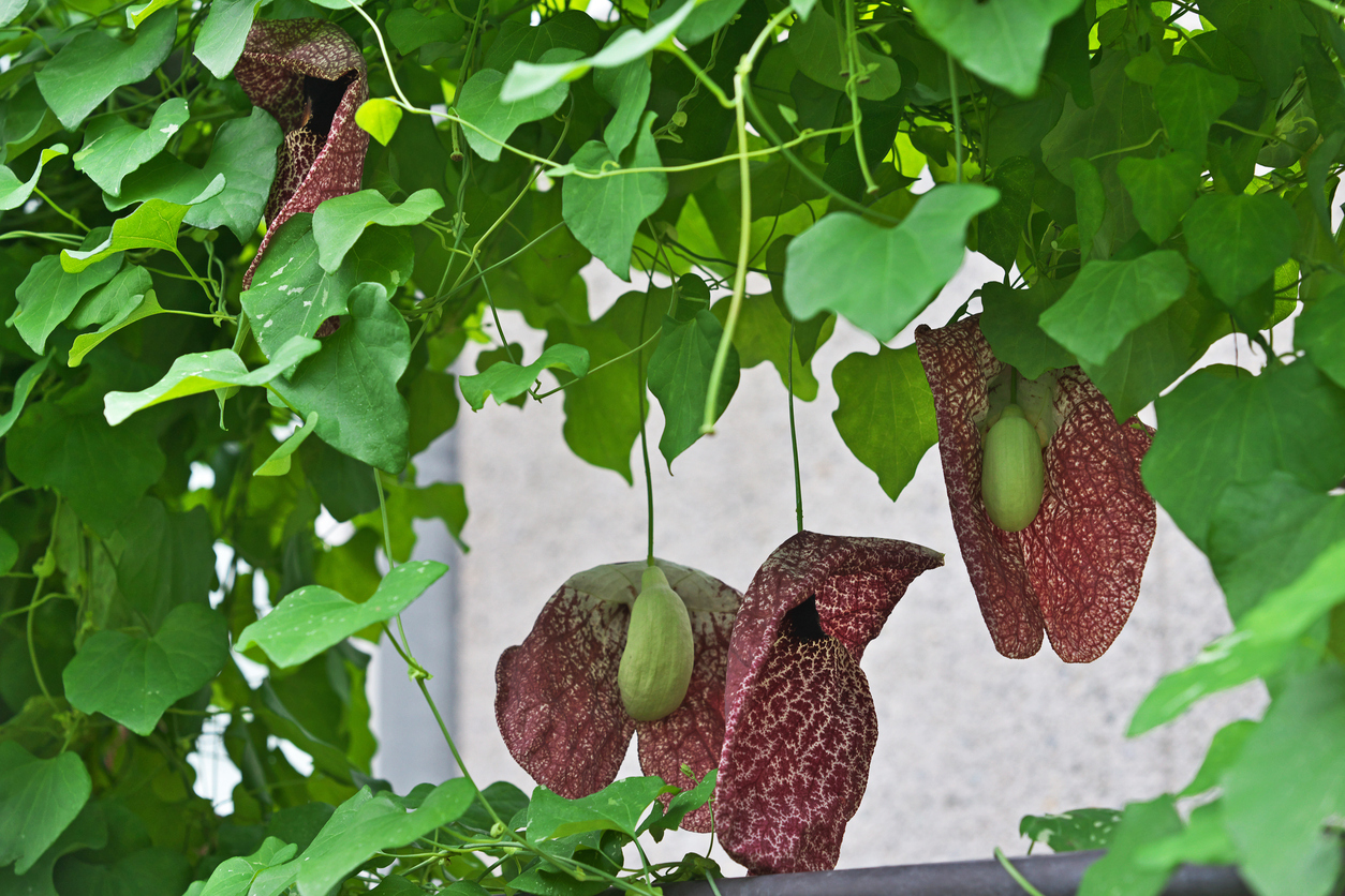 Aristolochia gigantea
