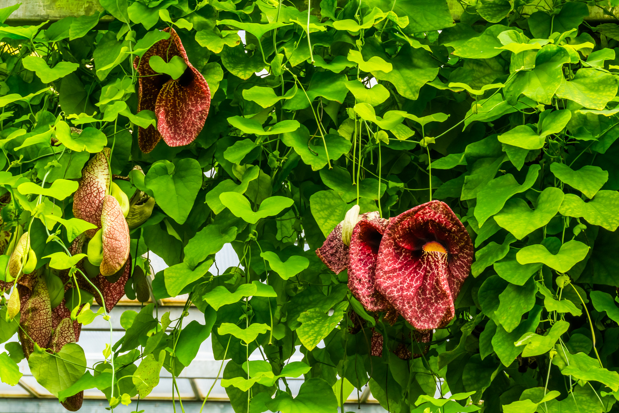 Aristolochia gigantea