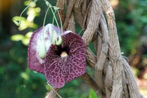 Aristolochia gigantea