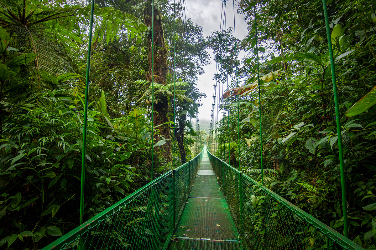 Cómo visitar y qué ver en el Bosque Nuboso de Monteverde, Costa Rica