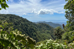 Cómo visitar y qué ver en el Bosque Nuboso de Monteverde, Costa Rica