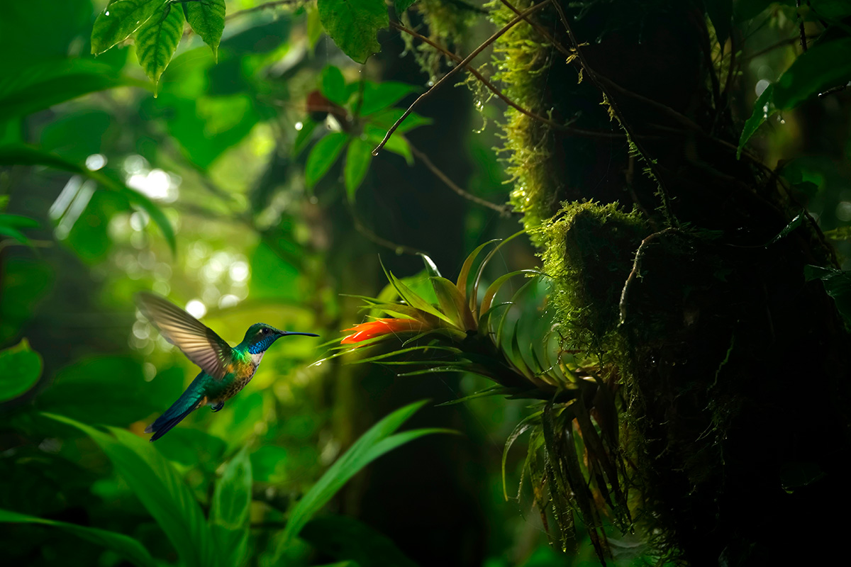 Cómo visitar y qué ver en el Bosque Nuboso de Monteverde, Costa Rica
